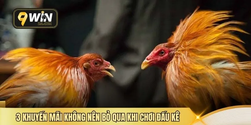 3 khuyến mãi không nên bỏ qua khi chơi đấu kê