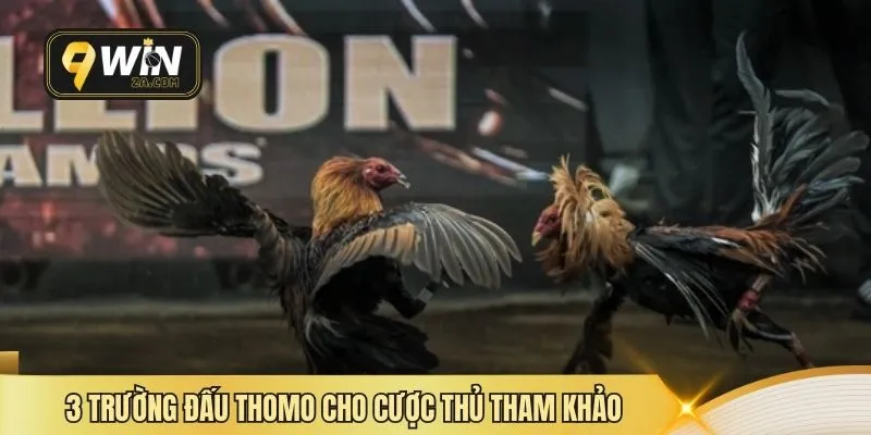 3 trường đấu Thomo cho cược thủ tham khảo