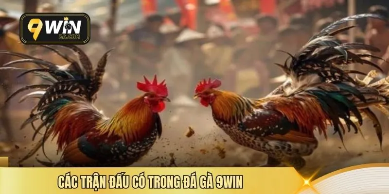 Các trận đấu có trong đá gà 9WIN