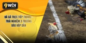 Đá Gà Trực Tiếp Thomo – Trải Nghiệm 3 Trường Đấu Hấp Dẫn