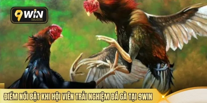 Điểm nổi bật khi hội viên trải nghiệm đá gà tại 9WIN