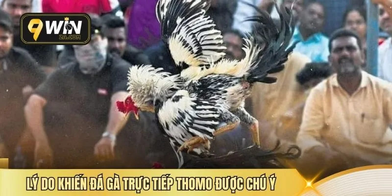 Lý do khiến đá gà trực tiếp Thomo được chú ý