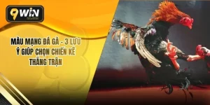 Màu Mạng Đá Gà – 3 Lưu Ý Giúp Chọn Chiến Kê Thắng Trận
