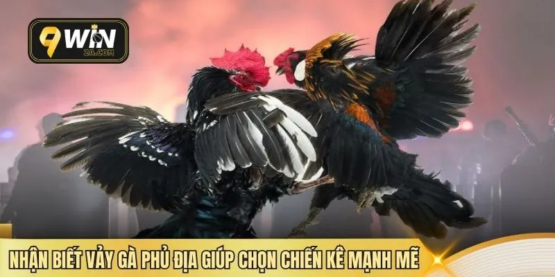 Nhận biết vảy gà phủ địa giúp chọn chiến kê mạnh mẽ