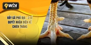 Vảy Gà Phủ Địa – 3 Bí Quyết Nhận Diện Kê Chiến Thắng